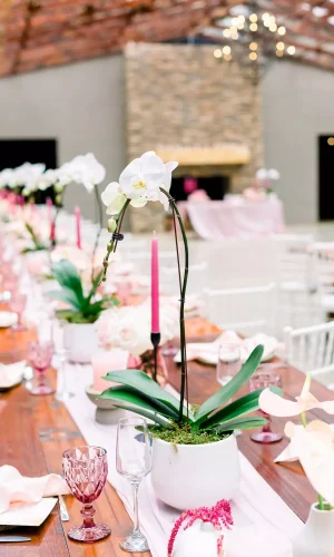 Chantelle & Francois 1